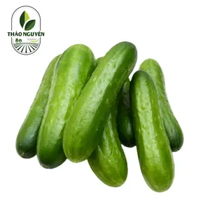 Dưa Leo Baby - Baby Cucumber - THAO NGUYEN XANH