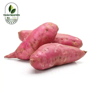 Khoai Lang Nhật - Japanese Sweet Potato - THAO NGUYEN XANH