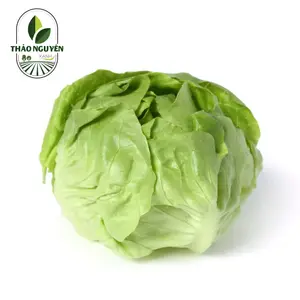 Xà Lách Búp Mỡ - Butterhead Lettuce - THAO NGUYEN XANH