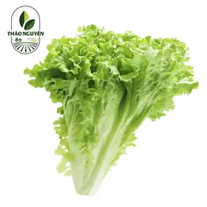 Xà Lách Lo Lo Xanh - Green Lollo Lettuce - THAO NGUYEN XANH