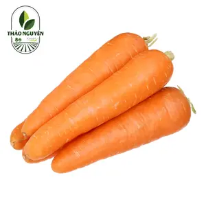 Cà Rốt - Carrot - THAO NGUYEN XANH