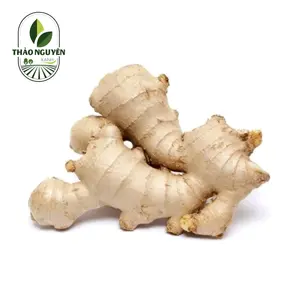 Củ Gừng - Ginger - THAO NGUYEN XANH
