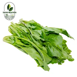 Cải Bó Xôi - Vietnamese Spinach - THAO NGUYEN XANH