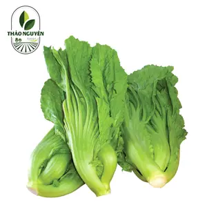 Cải Xanh - Mustard Greens - THAO NGUYEN XANH