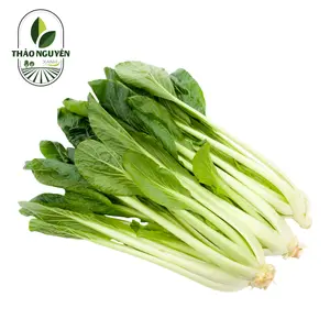 Cải Ngọt - Brassica Integrifolia - THAO NGUYEN XANH