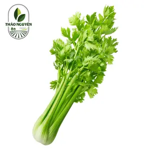 Cần Tây Loại 2 - Soft Celery - THAO NGUYEN XANH