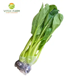 Cải Ngọt Thủy Canh GlobalGAP - Hydroponic Brassica Integrifolia (300g) - VITEC FARM