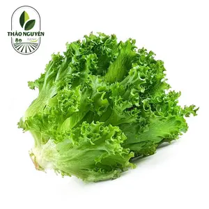 Xà Lách Crispy - Crispy Lettuce - THAO NGUYEN XANH