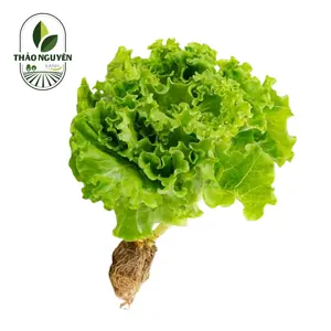 Xà Lách Crispy Thủy Canh - Hydroponic Crispy Lettuce - THAO NGUYEN XANH