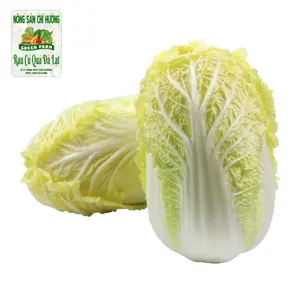 Cải Thảo Nhúng - Short Chinese Cabbage - NONG SAN CHI HUONG