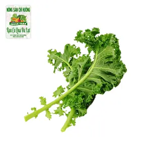 Cải Xoăn - Kale - NONG SAN CHI HUONG