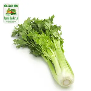 Cần Tây - Celery - NONG SAN CHI HUONG