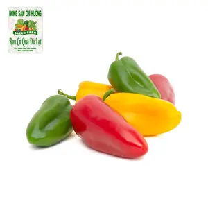 Ớt Chuông Baby - Mini Pepper - NONG SAN CHI HUONG