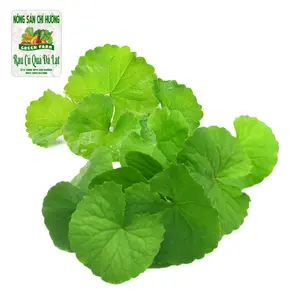 Rau Má - Pennywort - NONG SAN CHI HUONG