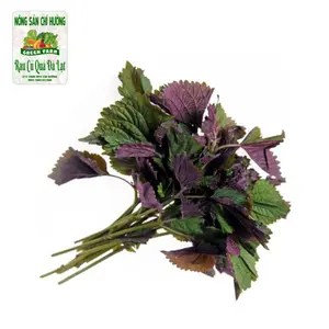 Tía Tô - Shiso leaf - NONG SAN CHI HUONG