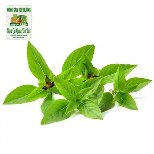 Húng Quế - Vietnamese Basil - NONG SAN CHI HUONG