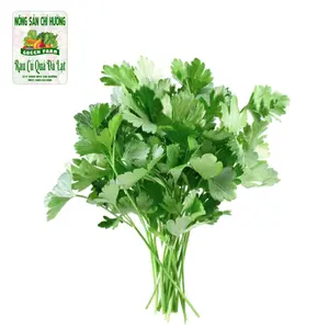 Ngò Rí - Coriander - NONG SAN CHI HUONG