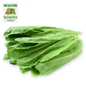 Xà Lách La Mã - Romaine Lettuce - NONG SAN CHI HUONG