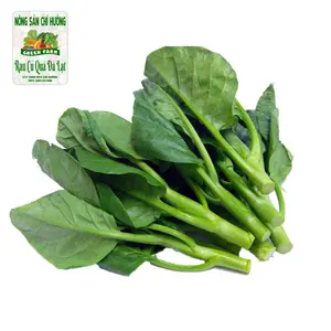 Rau Mồng Tơi - Malabar Spinach - NONG SAN CHI HUONG