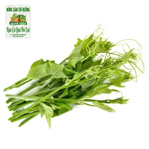 Ngọn Su Su Ngắn - Chayote Leaves - NONG SAN CHI HUONG