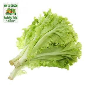 Xà Lách Lollo Xanh - Green Lollo Lettuce - NONG SAN CHI HUONG
