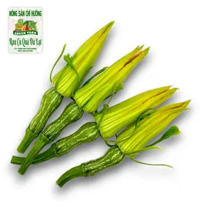 Bí Nụ - Pumpkin Flower Bud - NONG SAN CHI HUONG