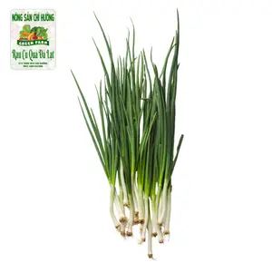Hành Lá - Spring Onion - NONG SAN CHI HUONG