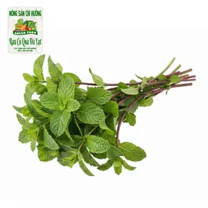 Húng Lủi - Vietnamese Spearmint - NONG SAN CHI HUONG