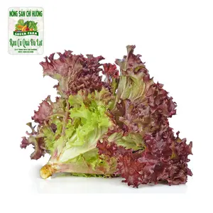 Xà Lách Lollo Tím - Purple Lollo Lettuce - NONG SAN CHI HUONG