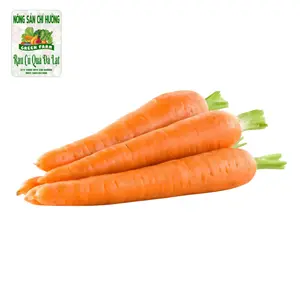Cà Rốt Cọng Xanh - Green Stem Carrot - NONG SAN CHI HUONG