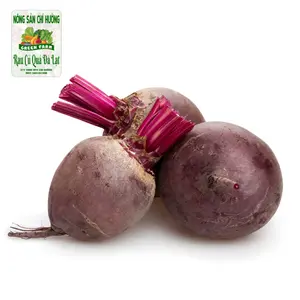 Củ Dền - Beetroot - NONG SAN CHI HUONG