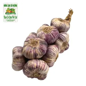 Tỏi Tím Chùm - Purple Garlic - NONG SAN CHI HUONG