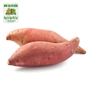Khoai Lang Mật - Sweet Potato - NONG SAN CHI HUONG