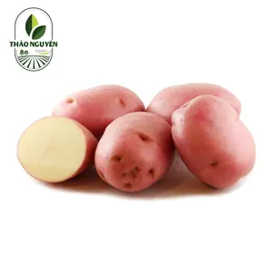 Khoai Tây Hồng - Pink Skin Potato - THAO NGUYEN XANH