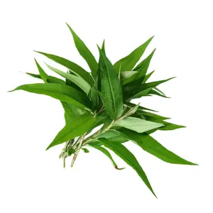 Dưa Leo Ta - Cucumber - NONBRAND