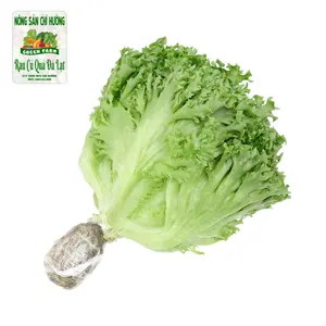 Xà Lách Thủy Tinh Thủy Canh - Hydroponic Crystal Lettuce - NONG SAN CHI HUONG